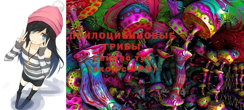 Галлюциногенные грибы Psilocybe Конаково